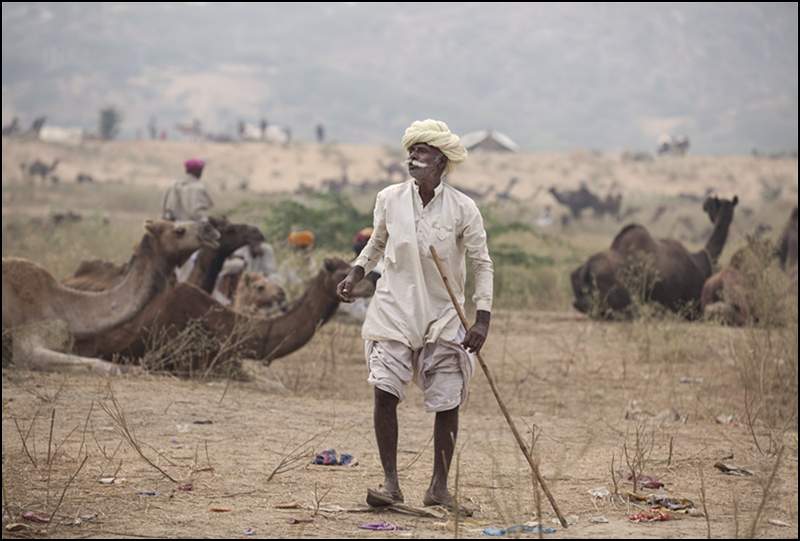Pushkar Camel Fair Panel- image 6.tif